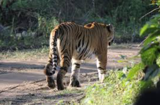 Uttarakhand to Deploy 81 Special Tiger Guards in Corbett to Strengthen Wildlife Protection