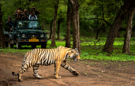 Corbett National Park: Bijrani and Sitabani Zones Closed for Monsoon