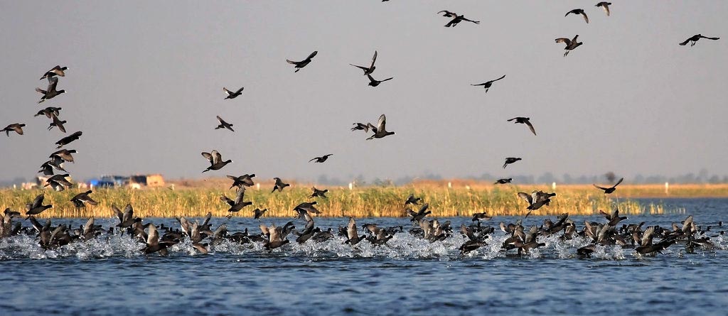 Migratory birds start arriving at Asan Barrage