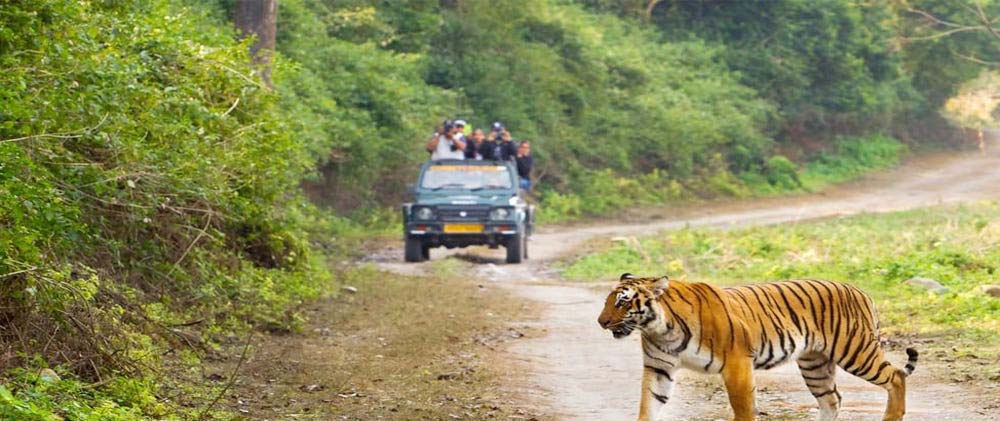 Corbett’s Bijrani Zone opens for new tourist season
