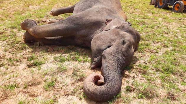 Baby elephant killed after hit by Howrah Express on Haridwar–Dehradun rail track