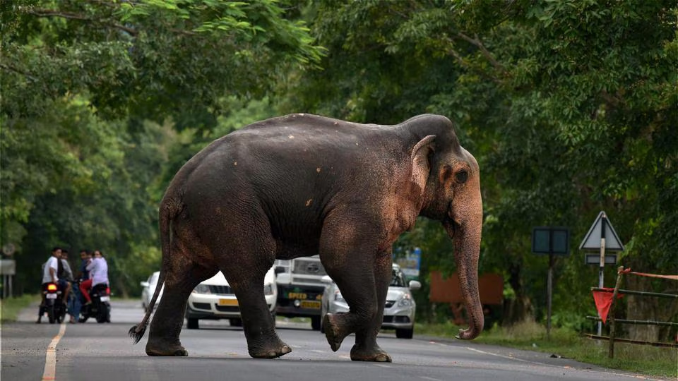 Over 500 lives lost in elephant attacks in past decade in U’khand
