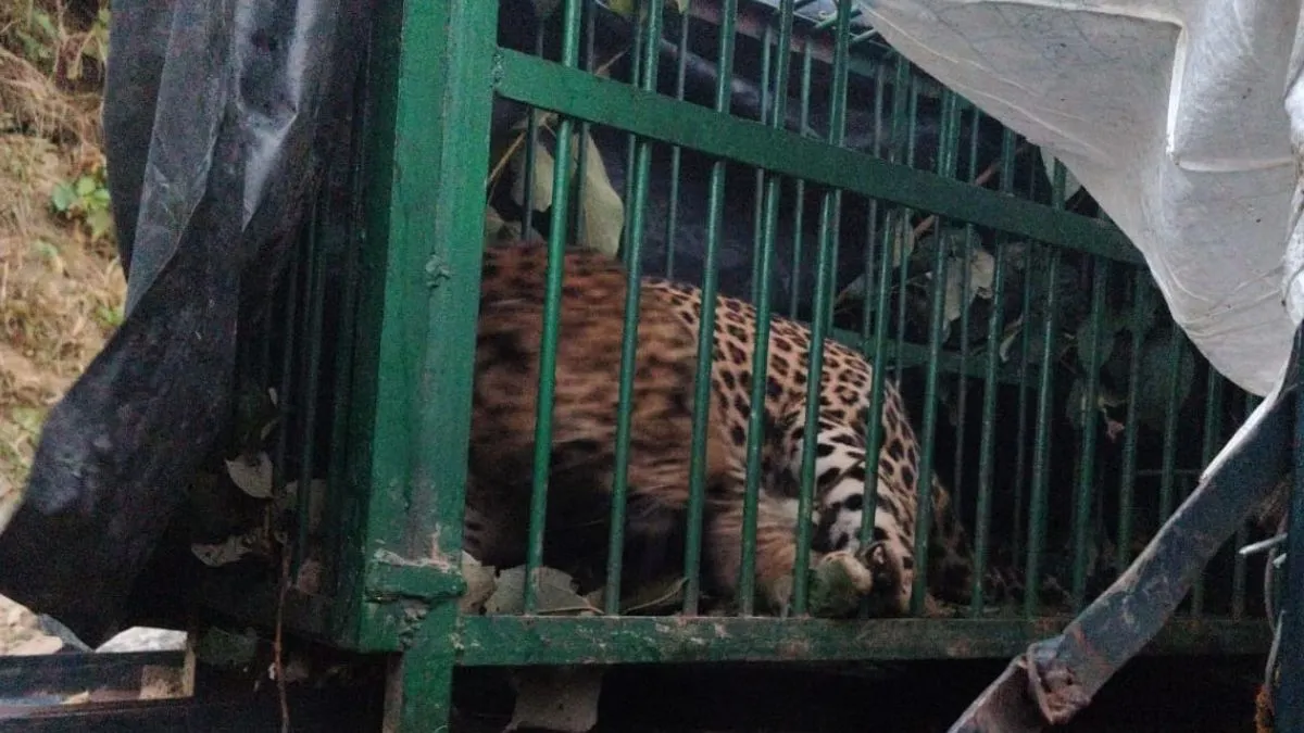 Leopard Trapped in Srinagar Garhwal After Fatal Attack, Villagers Take Sigh of Relief