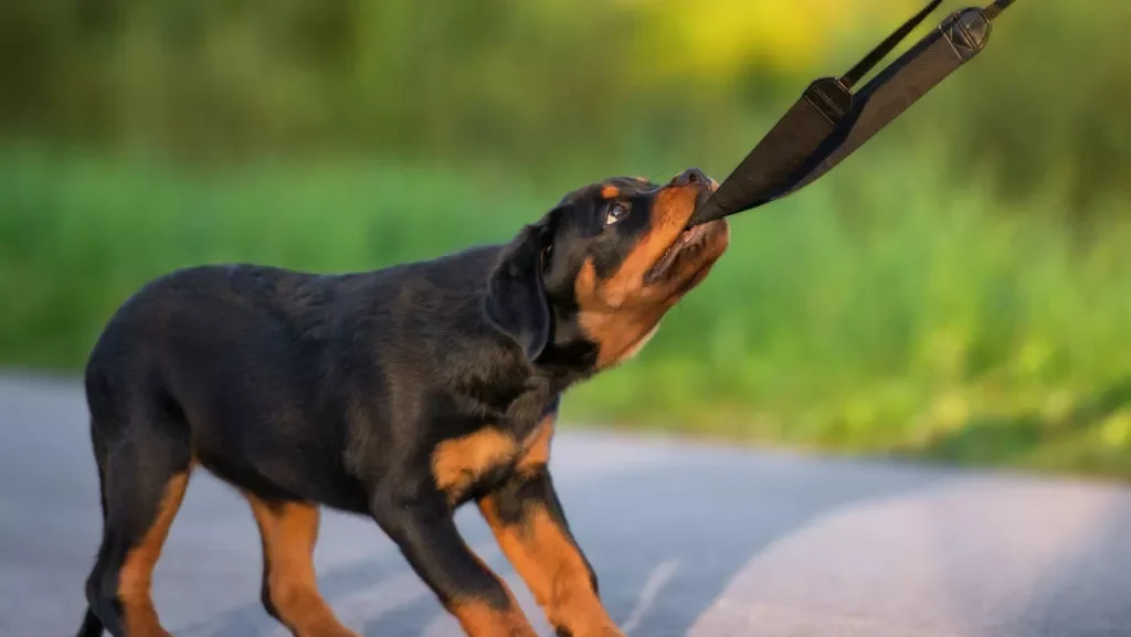 Dehradun: FIR Against Pet Dog Owners if Bite Occurs, Fine Also Proposed