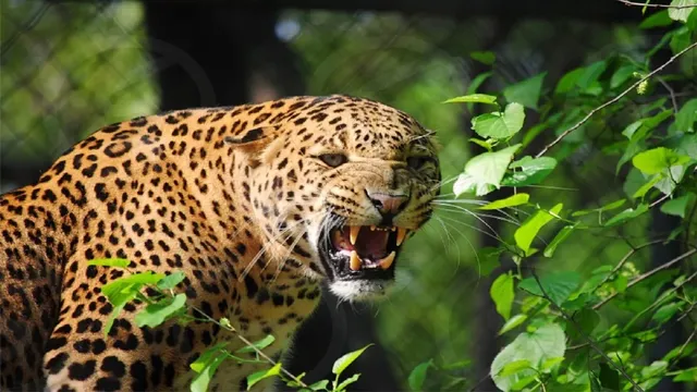 Bageshwar: Woman Injured While Trying to Save Goat from Leopard Attack